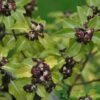 Pittosporum 'Tenuifolium' 3Ltr Pot -Outdoor Garden Care Store 5021768155035