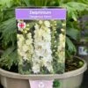 Delphinium 'Delgenius Neva' 3Ltr Pot -Outdoor Garden Care Store 5021768164310