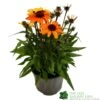Echinacea 'Sunseekers Clementine' 3Ltr Pot -Outdoor Garden Care Store 5021768164761