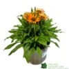 Echinacea 'Prima Saffron' 3Ltr Pot -Outdoor Garden Care Store 5021768165874
