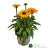 Echinacea 'Sunseekers Mineola' 3Ltr Pot 1 Echinacea 'Sunseekers Mineola' 3Ltr Pot -Outdoor Garden Care Store 5021768177716