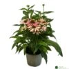 Echinacea 'Pollynation Orange Red' 3Ltr Pot -Outdoor Garden Care Store 5021768178706