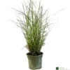 Miscanthus 'Sunlit Satin' 3Ltr Pot -Outdoor Garden Care Store 5021768185056