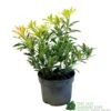 Pieris 'Flaming Silver' 2Ltr Pot (NL) 1 Pieris 'Flaming Silver' 2Ltr Pot (NL) -Outdoor Garden Care Store 5023242090252