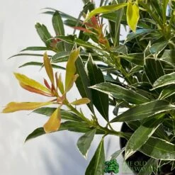 Pieris 'Flaming Silver' 2Ltr Pot (NL) -Outdoor Garden Care Store 5023242090252 2