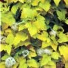 Physocarpus Opulifolius 'Angel Gold' Ninebark Plant 3Ltr Pot -Outdoor Garden Care Store 5023242188591 2