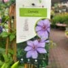 Clematis 'Bernadine' Climber 3Ltr Pot -Outdoor Garden Care Store 5025338000046