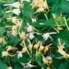 Lonicera Japonica 'Halliana' Honeysuckle Climbing Plant 3Ltr Pot -Outdoor Garden Care Store 5025338002194