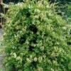 Honeysuckle 'Halls Prolific' Lonicera Japonica Climber 3Ltr Pot -Outdoor Garden Care Store 5025338002200