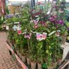 Clematis 'Summer Hybrids' Mixed Variety 2Ltr Pot -Outdoor Garden Care Store 5025338003023