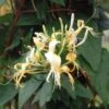 Lonicera Similis Var. Delavayi Honeysuckle 3 Ltr Pot -Outdoor Garden Care Store 5025338004556