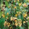Lonicera Japonica 'Copper Beauty' 3Ltr Pot -Outdoor Garden Care Store 5025338005850