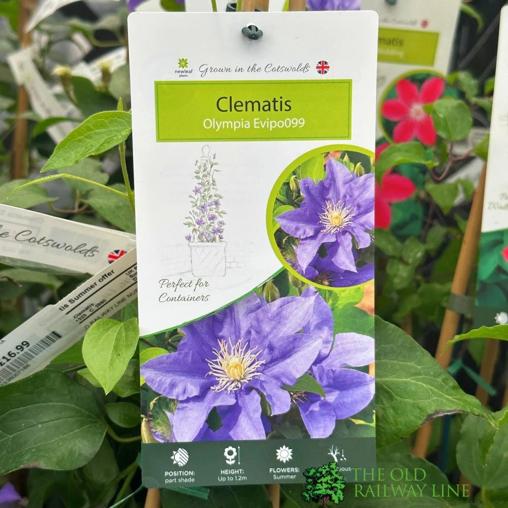 Clematis 'Olympia' Climber 3Ltr Pot 3 Clematis 'Olympia' Climber 3Ltr Pot