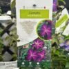 Clematis 'Night Veil' Climber 3Ltr Pot -Outdoor Garden Care Store 5025338009056
