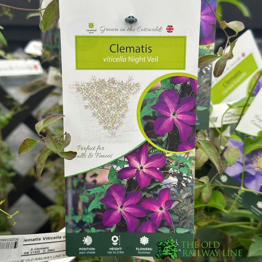 Clematis 'Night Veil' Climber 3Ltr Pot 3 Clematis 'Night Veil' Climber 3Ltr Pot