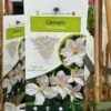Clematis 'Prince George' Climber 3Ltr Pot -Outdoor Garden Care Store 5025338009568