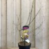Chimonanthus Praecox 'Wintersweet' Plant 3Ltr Pot (NL) -Outdoor Garden Care Store 5026429421832