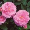 David Austin 'The Mayflower' Pink English Rose 6Ltr Pot -Outdoor Garden Care Store 5031825012904