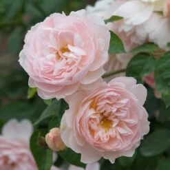 David Austin 'Gentle Hermione' Pink English Rose 6Ltr Pot -Outdoor Garden Care Store 5031825016971 3