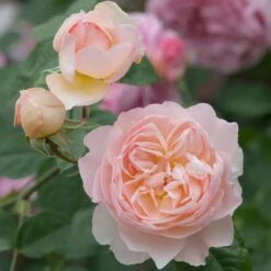 David Austin 'Gentle Hermione' Pink English Rose 6Ltr Pot -Outdoor Garden Care Store 5031825016971 4