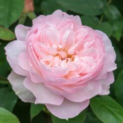 David Austin 'Gentle Hermione' Pink English Rose 6Ltr Pot -Outdoor Garden Care Store 5031825016971 5