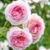David Austin 'James Galway' Light Pink English Climbing Rose 6Ltr Pot -Outdoor Garden Care Store 5031825017275