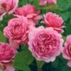 David Austin 'Princess Alexandra Of Kent' Bright Pink English Shrub Rose Plant 6Ltr Pot -Outdoor Garden Care Store 5031825018364