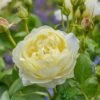 David Austin 'Vanessa Bell' Pale Yellow English Rose 6Ltr Pot -Outdoor Garden Care Store 5031825021753 f0766a4e 6721 4a00 b03c b80fec0bfd2d