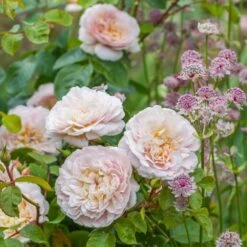 David Austin 'Emily Brontë' Pink English Rose 6Ltr Pot 11 David Austin 'Emily Brontë' Pink English Rose 6Ltr Pot -Outdoor Garden Care Store 5031825021869 3 9b7506c8 1c1e 4c44 9a3b 79c60ca6b933