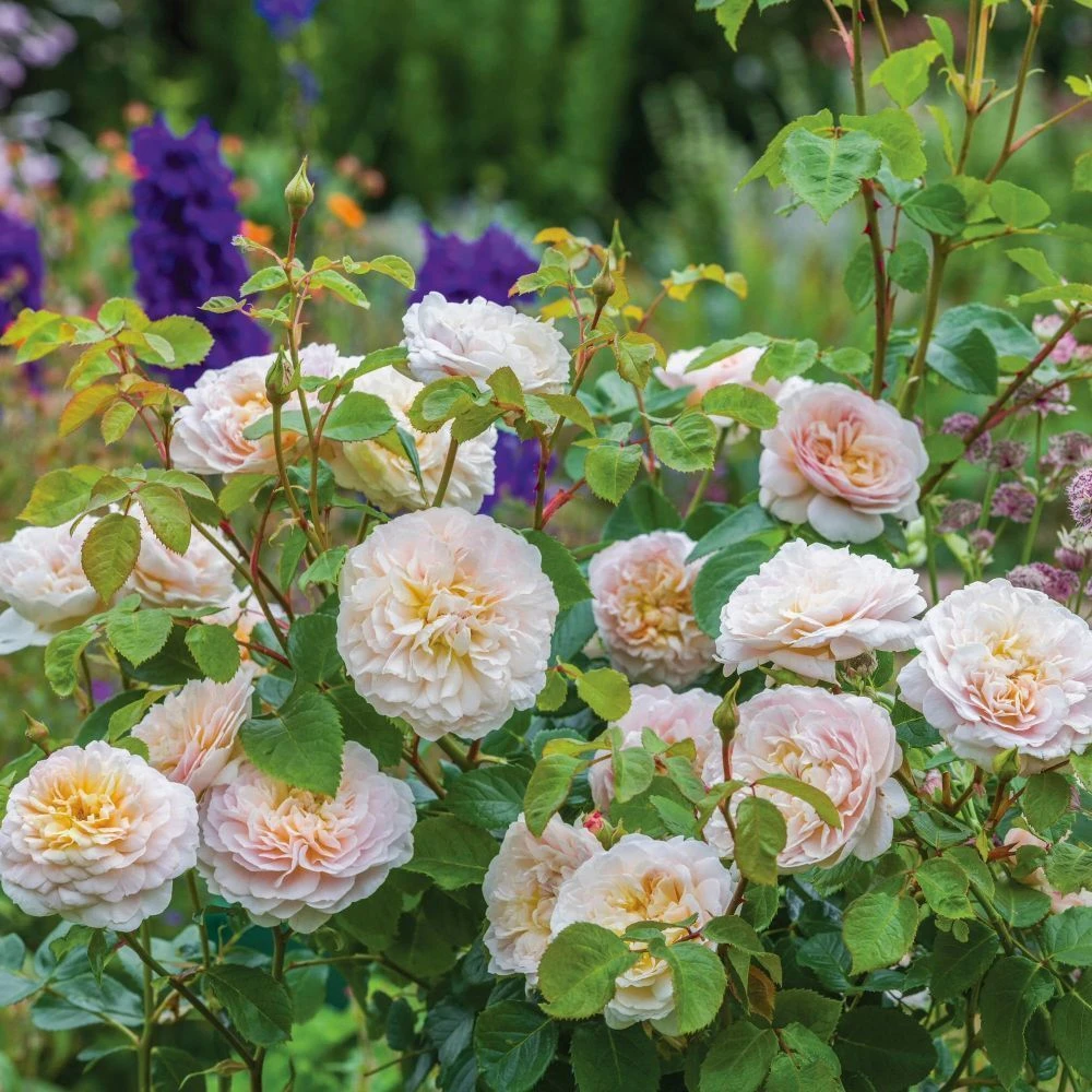 David Austin 'Emily Brontë' Pink English Rose 6Ltr Pot 6 David Austin 'Emily Brontë' Pink English Rose 6Ltr Pot - Image 4
