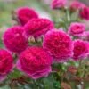 David Austin 'Gabriel Oak' Pink English Shrub Rose 6 Ltr Pot -Outdoor Garden Care Store 5031825021999