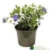 Vinca Minor 'Ralph Shugart' Plant 2Ltr Pot -Outdoor Garden Care Store 5050704147971