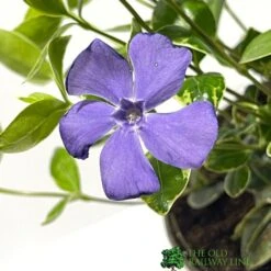 Vinca Minor 'Ralph Shugart' Plant 2Ltr Pot -Outdoor Garden Care Store 5050704147971 2
