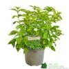 Caryopteris 'Hint Of Gold' 3Ltr Pot -Outdoor Garden Care Store 5050704194043 dfc17d07 3ea7 4c0d bae2 c49b3fb0a8cb
