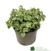 Brunnera Macrophylla 'Jack Frost' 3Ltr Pot -Outdoor Garden Care Store 5050704243598