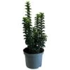 Euonymus Japonicus 'Green Rocket' 3Ltr Pot (NL) 2 Euonymus Japonicus 'Green Rocket' 3Ltr Pot (NL) -Outdoor Garden Care Store 5050704256734