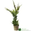 Cupressus 'Excalibur Gold' Conifer 3Ltr Pot -Outdoor Garden Care Store 5050704420210 c0ec8803 f0f5 4b90 8fc7 c596ad17406a