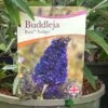 Buddleja Buzz 'Indigo' Plant 3Ltr Pot -Outdoor Garden Care Store 5050704428308