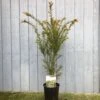 Taxus Baccata Common Yew Plant 2 Ltr -Outdoor Garden Care Store 5050704602722