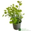 Cotinus Coggygria 'Golden Spirit' 3Ltr Pot
