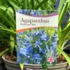 Agapanthus 'Pitchoune Blue' Plant 2Ltr Pot -Outdoor Garden Care Store 5050704604788 26ea92d2 5d2b 48da b063 10784f78180a