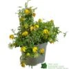 Clematis 'Little Lemons' Climber 3Ltr Pot -Outdoor Garden Care Store 5050704637878 b89a66c5 4c98 4906 a22f 8d51c189bfda