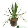 Yucca Filamentosa 'Bright Edget' 3Ltr Pot -Outdoor Garden Care Store 5050704639667 6447b7f4 5202 4227 9495 149920b15b6e