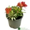 Alstroemeria 'Little Miss Zoe' Peruvian Lily -Outdoor Garden Care Store 5050704640373