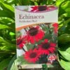 Echinacea 'Sunseekers Red' 3Ltr Pot -Outdoor Garden Care Store 5050704640403 801b3b7a af0c 46ee b023 91fb8305ab79
