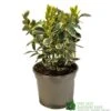 Euonymus Japonicus 'Bravo' 3Ltr Pot -Outdoor Garden Care Store 5050704640649