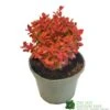 Berberis Thunbergii 'Orange Ice' 3Ltr Pot -Outdoor Garden Care Store 5050704640892