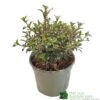 Coprosma 'Fireburst' 3Ltr Pot -Outdoor Garden Care Store 5050704641356 3416d161 1c98 4e67 abed 106d55d30689