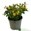 Hypericum 'Berry Red' St Johns Wort 3Ltr Pot -Outdoor Garden Care Store 5050704641493