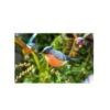 La Hacienda Bullfinch Stake -Outdoor Garden Care Store 5055025558987 9ee64364 43a3 4ea9 84d8 9dcc59aa6b76